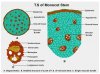 1416554349_monocot stem.jpg