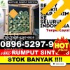 Agen Rumput Imitasi Bandar Surabaya.jpg