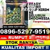 Agen Rumput Imitasi Banyudono.jpg