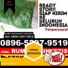 Jual Rumput Imitasi Guguk Panjang.jpg