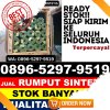 Agen Rumput Imitasi Berastagi.jpg