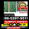 Penjual Rumput Sintetis Madiun.jpg