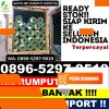 Agen Rumput Imitasi Cibeunying Kaler.jpg