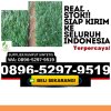 Distributor Rumput Palsu Medan Selayang.jpg