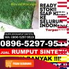 Distributor Rumput Sintetis Kabupaten Sambas.jpg