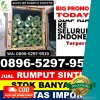 Agen Rumput Imitasi Cilacap Utara.jpg