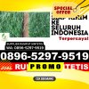 Distributor Rumput Palsu Mondokan.jpg