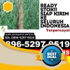 Distributor Rumput Palsu Muara Jawa.jpg