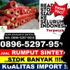 Distributor Rumput Palsu Ngemplak.jpg