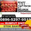 Jual Rumput Sintetis Wajo.jpg