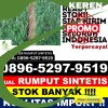 Distributor Rumput Sintetis Kembang Tanjong.jpg