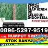 Pusat Rumput Palsu Kemiling.jpg