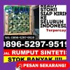 Grosir Rumput Sintetis Bahar Utara.jpg