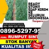 Penjual Rumput Sintetis Muaradua Kisam.jpg