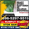 Jual Rumput Imitasi Kayen.jpg