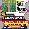 Distributor Rumput Sintetis Kuantan Tengah.jpg