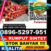 Gudang Rumput Plastik Percut Sei Tuan.jpg