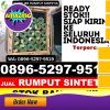 Penjual Rumput Imitasi Batukliang Utara.jpg