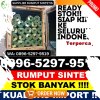 Agen Rumput Plastik Blado.jpg