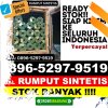 Penjual Rumput Imitasi Bentian Besar.jpg