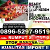 Distributor Rumput Palsu Rupat.jpg