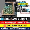 Penjual Rumput Imitasi Capkala.jpg