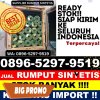 Grosir Rumput Sintetis Cinere.jpg