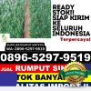 Distributor Rumput Sintetis Muara Uya.jpg