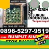 Agen Rumput Plastik Danau Seluluk.jpg