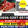 Penjual Rumput Sintetis Rungan.jpg