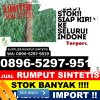 Agen Rumput Imitasi Lintong Nihuta.jpg