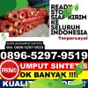 Distributor Rumput Sintetis Porsea.jpg