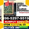 Distributor Rumput Imitasi Banyakan.jpg