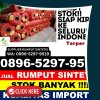 Distributor Rumput Sintetis Rakumpit.jpg