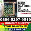 Distributor Rumput Imitasi Barumun Selatan.jpg