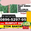 Agen Rumput Imitasi Na Ix X.jpg