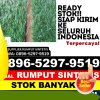 Grosir Rumput Palsu Muara Wahau.jpg