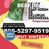 Penjual Rumput Imitasi Karangsambung.jpg