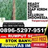 Grosir Rumput Sintetis Kepulauan Posek.jpg