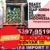 Distributor Rumput Imitasi Canduang.jpg