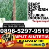 Penjual Rumput Imitasi Ketol.jpg