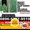 Penjual Rumput Imitasi Kota Sigli.jpg