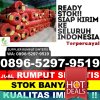 Jual Rumput Plastik Payakumbuh Barat.jpg