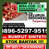 Agen Rumput Imitasi Pringsurat.jpg