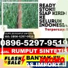 Penjual Rumput Imitasi Langgam.jpg