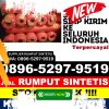 Distributor Rumput Sintetis Suti Semarang.jpg