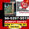 Penjual Rumput Plastik Belitang Iii.jpg