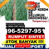 Penjual Rumput Imitasi Lingsar.jpg