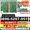 Grosir Rumput Sintetis Merdeka.jpg