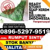 Distributor Rumput Imitasi Kabupaten Bangli.jpg